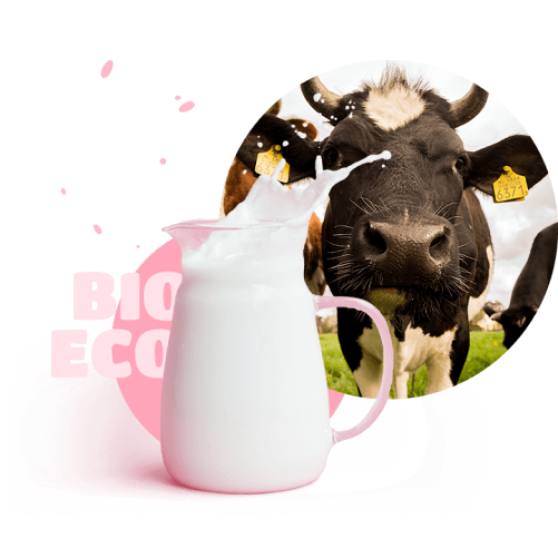 a cow and a jug of milk